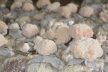 BIO Süngomba por (80g)