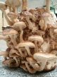 BIO Shiitake gomba por (60g)