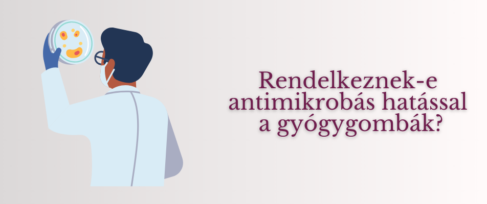 Rendelkeznek-e antimikrobás hatással a gyógygombák?