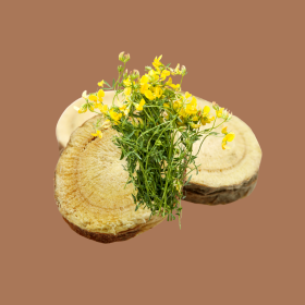 Astragalus, a vese természetes védelmezője