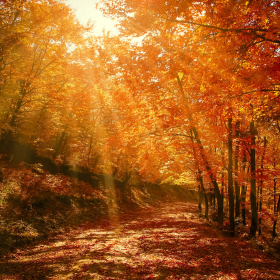 Miért kapunk el több betegséget ősszel? Miért gyengül az immunrendszer?