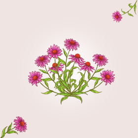 Bíbor kasvirág lett a 2020-as év gyógynövénye