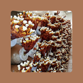 A ganoderma biotermelésének 7 előnye