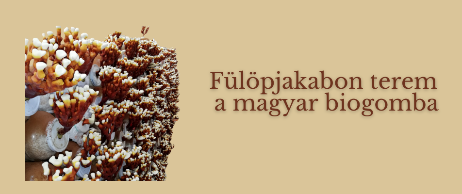 Fülöpjakabon terem a magyar BIO gomba