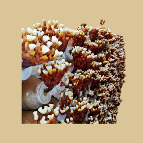 Fülöpjakabon terem a magyar BIO gomba