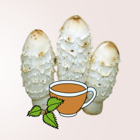 Gyapjas tintagomba, a “cukorgomba”