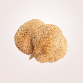 Helicobacter és a Süngomba