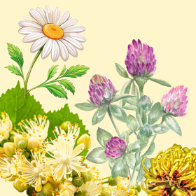 HEMORAL: utitárs a mindennapokban - gyógynövényes törlőkendő aranyérre