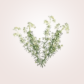 Közönséges galaj, a pajzsmirigy támogatója!