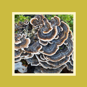 Lepketapló gomba, a daganatos betegek új reménysége?