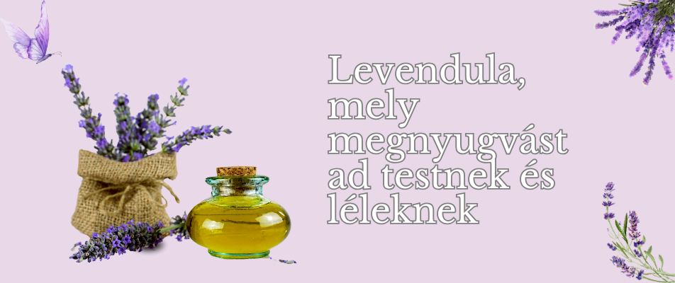 LEVENDULA, mely megnyugvást ad testnek és léleknek