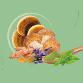 A mikroőrlési eljárás és annak előnyei – különös tekintettel a gyógygombákra