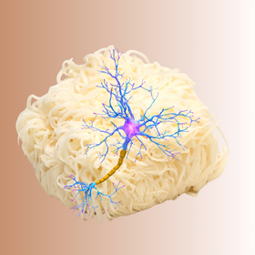 Idegsejtjeink védelmezője, a süngomba